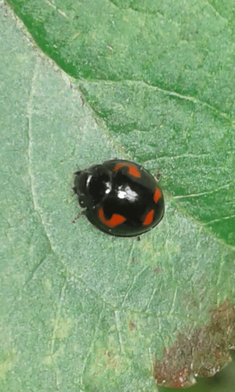 Coccinellidae : Exochomus quadripustulatus? S.